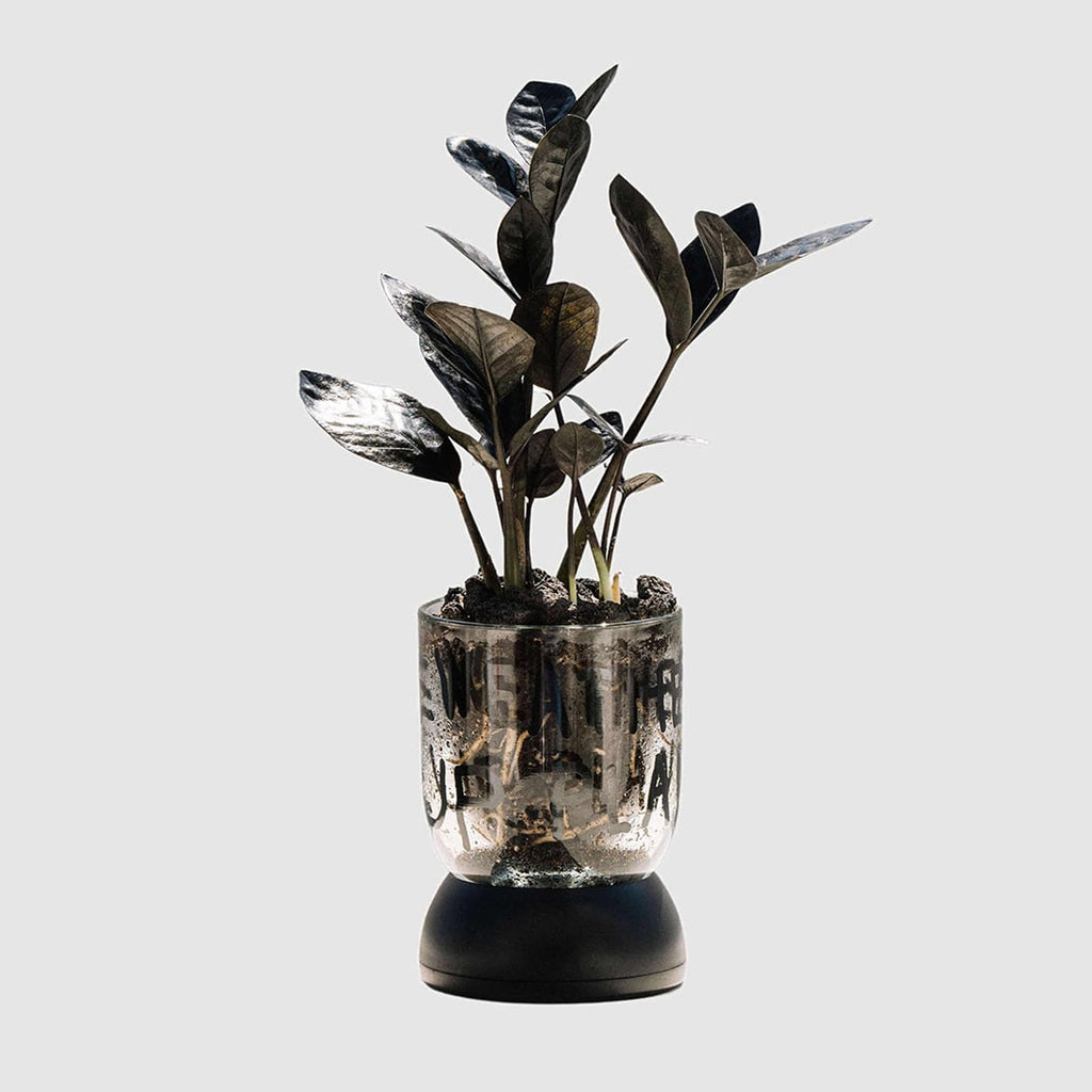 BMIX Clear Plant Pot - INAP Edition