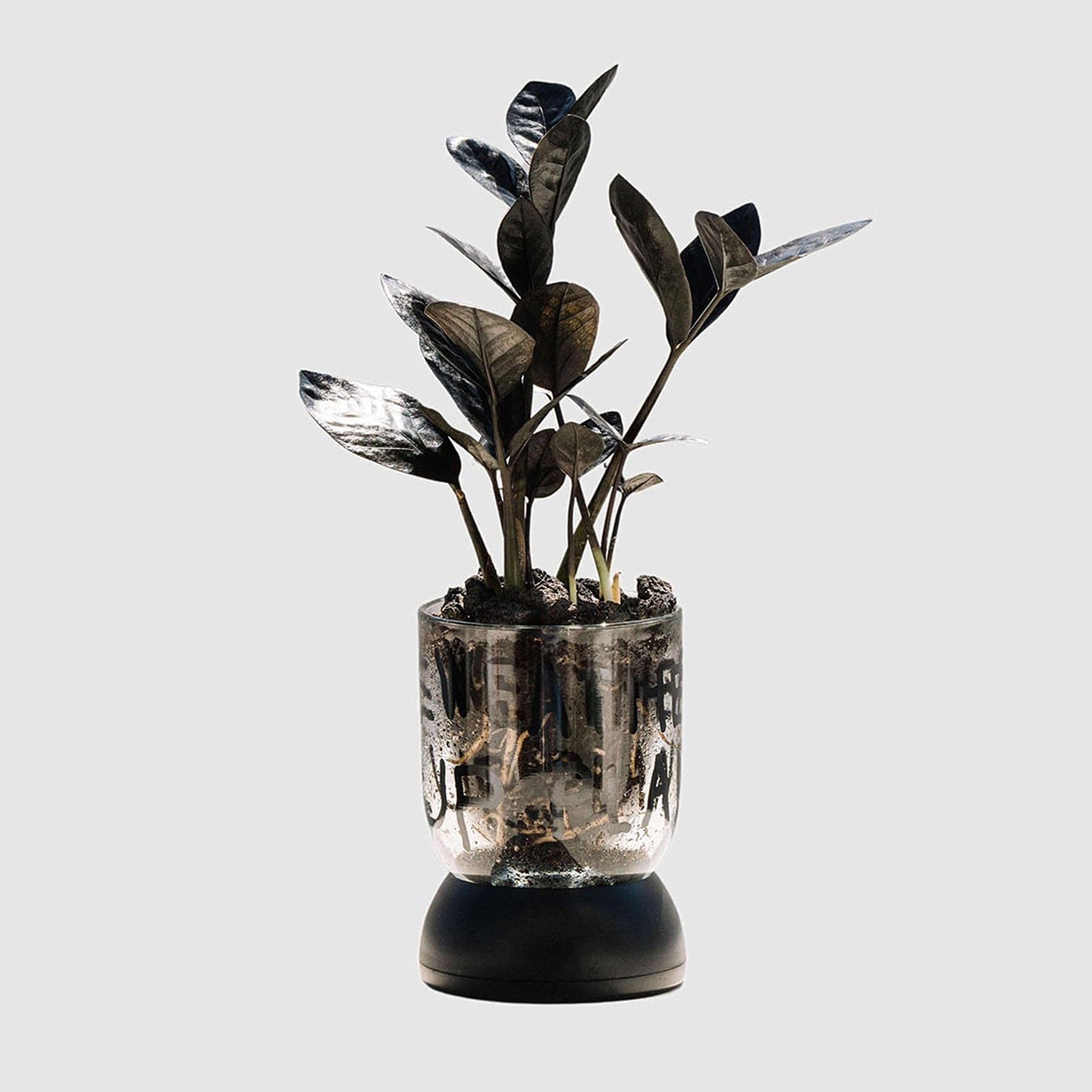 BMIX Clear Plant Pot - INAP Edition