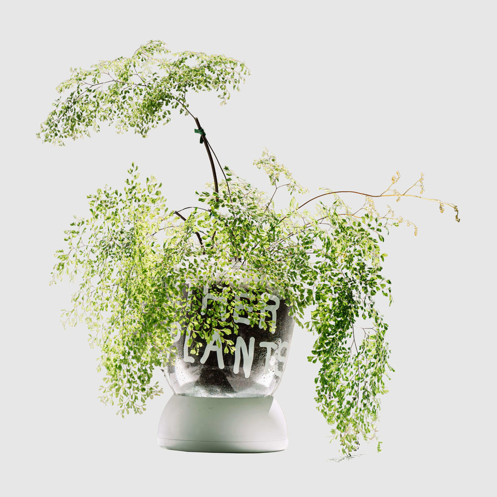 BMIX Clear Plant Pot - INAP Edition