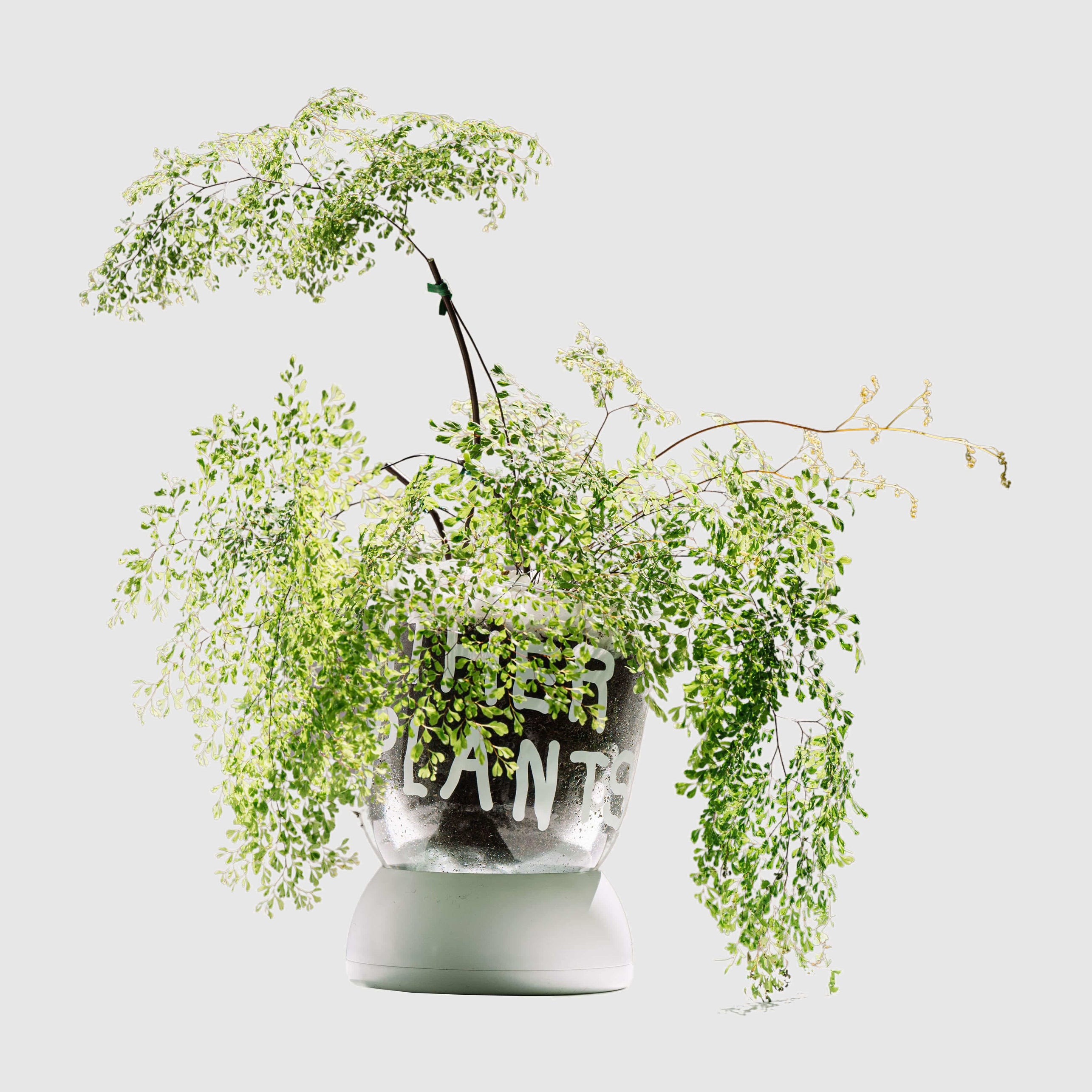 BMIX Clear Plant Pot - INAP Edition